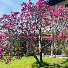 Haus_Lang_Niederhofen_9c_St_Johann_Garten1