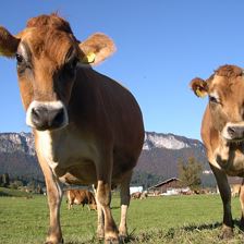 Kernerbauer St. Johann in Tirol