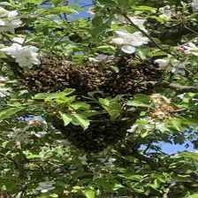 IMG_8069 (002)Herz aus Binen