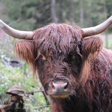 Highlander