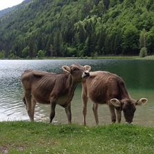 Almkühe am See