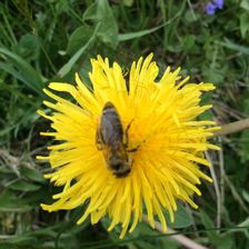 Fleißige Bienen