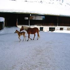 Horses