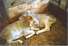 Susi und Strolchi