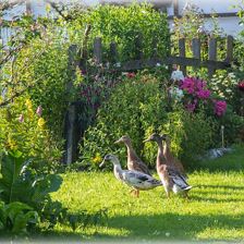 Entenfamilie beim Berger
