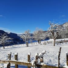 Obstgarten im Winterschlaf