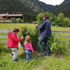 Bei der Johannisbeerernte 