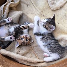 Katzenbabies