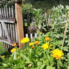 Unser Bio Garten