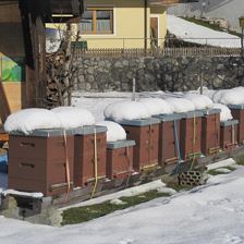 Bienen Winter