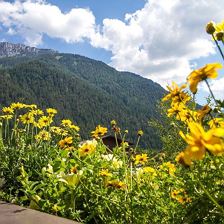 Blumen