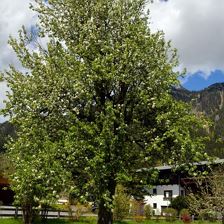 Baum in Blüte