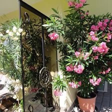 Blumen