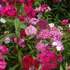 Blumen