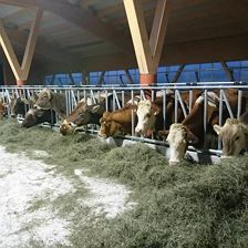 Tierfütterung