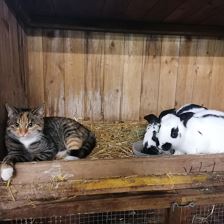 Katze Lili mit Fix & Foxi