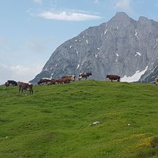 Kühe auf der Alm
