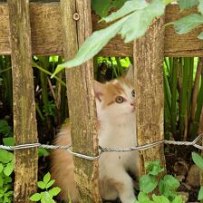 Katze