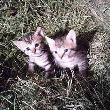 Katzen