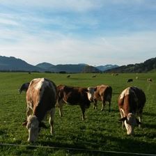 Weidekühe