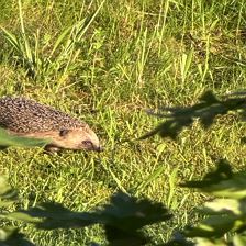 Gartenbesucher