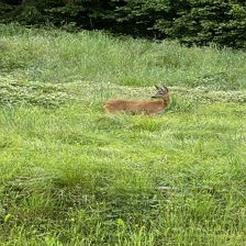 Gartenbesucher