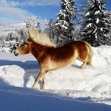 Schneepferdchen