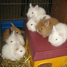 Kaninchen   zum Streicheln