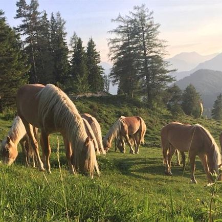 Fohlenhof (stud farm) Ebbs