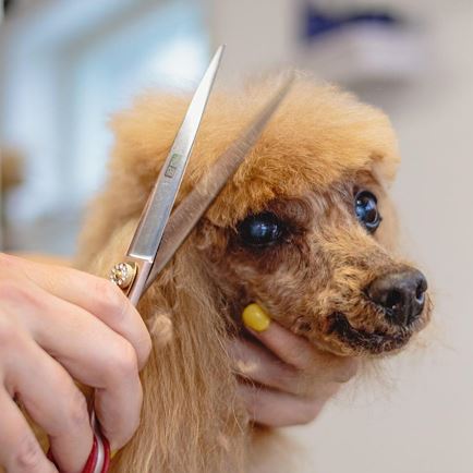 Diana's dog grooming