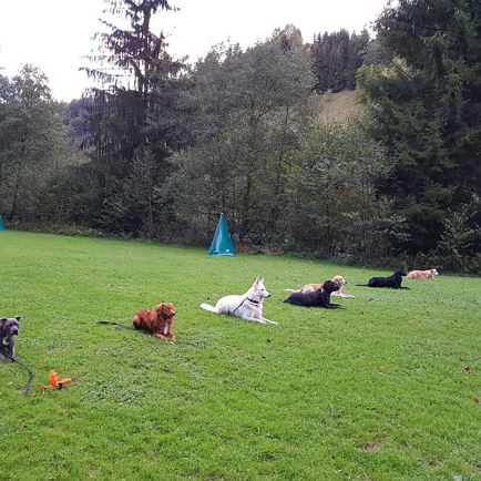 Dog Obedience School Crazy Dog