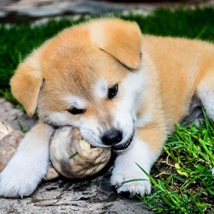 Barf Dog