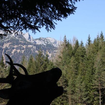 Bogenparcours | Oberweissbach