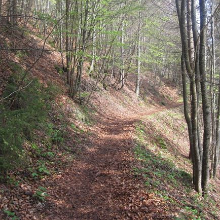 Adolarirunde