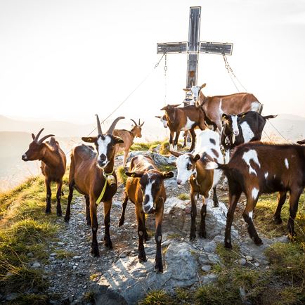 Brechhorn_Kitzbüheler Alpen_Mathäus Gartner (2018)_FULL08.jpg