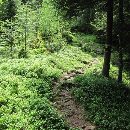 Grießener Almen