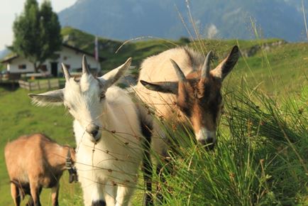 Angerlalm Huberalm