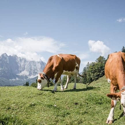 2017-08-23-Kitzalps-Reportagen-4424.jpg