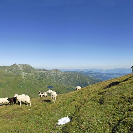 Schafe_Kroendl.jpg