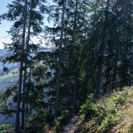 kraftalm_steig_salvistabahn_2024_region-hohe_salve_weiskopf_larissa_16_von_18_7.jpg